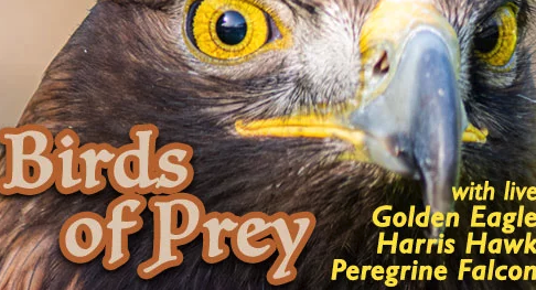 Birds of Prey of the Southwest
